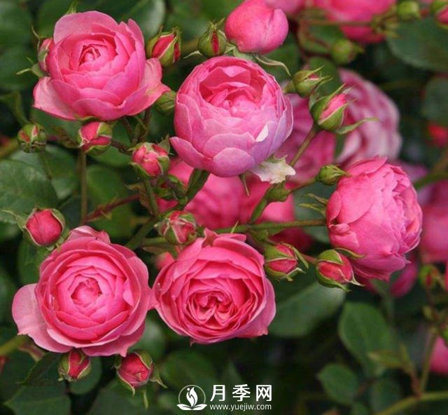 新手，怎么讓月季安全的度夏(圖1)