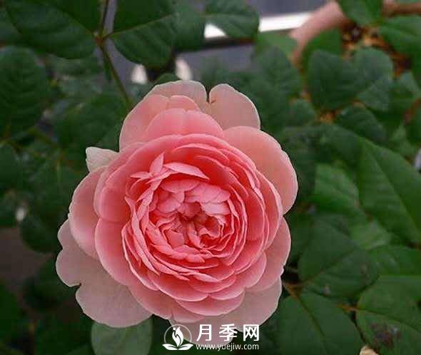 月季怎樣進(jìn)行修剪與管理、養(yǎng)護(hù)(圖1)