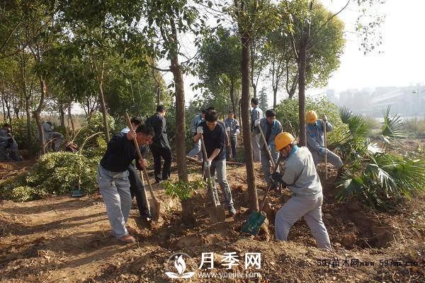 怎么保證苗木移植后100%成活呢？(圖1)