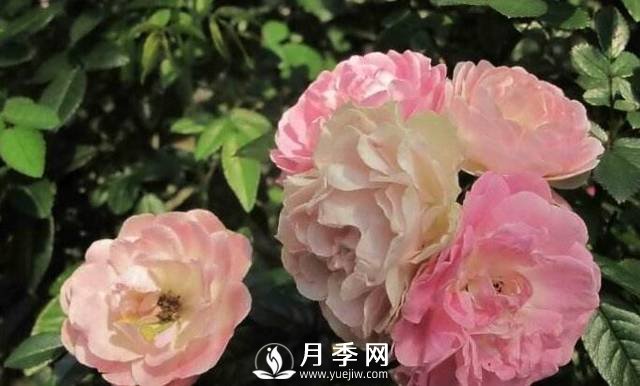 只要對月季做一個動作，就能讓一枝頭八朵花綻放(圖1)