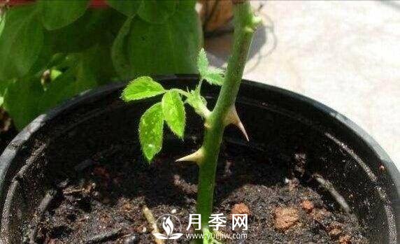 冬季扦插月季花，還能活嗎？(圖1)