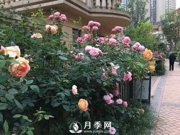 別人家的小區(qū)各色月季盛開 從來(lái)沒讓我失望！(圖2)