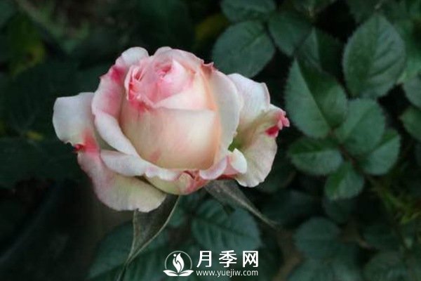 這么多迷人的月季品種，你喜歡哪一個(gè)(圖1)