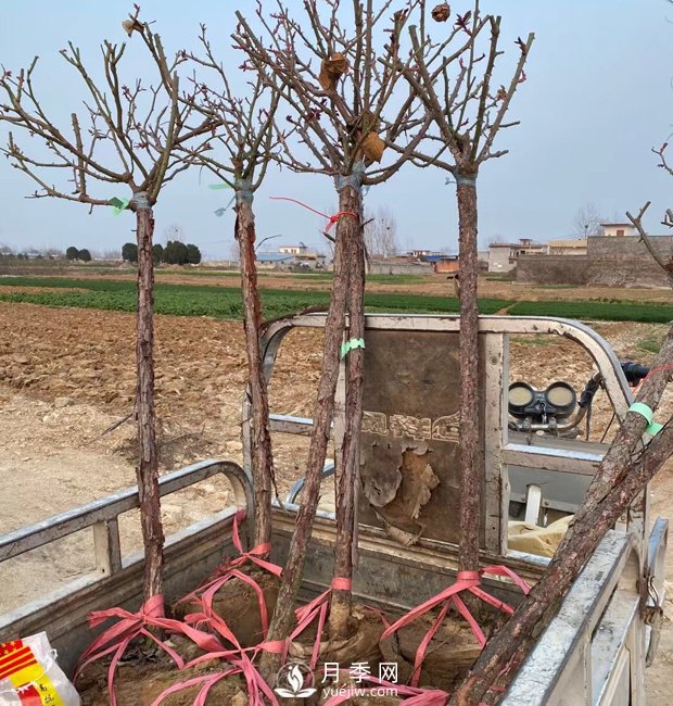 南陽樹狀月季，觀賞效果佳，開始采購了(圖3)