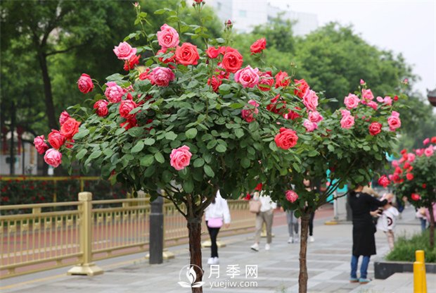 美麗鄉(xiāng)村建設(shè)，種什么花卉苗木比較好？已選月季(圖1)