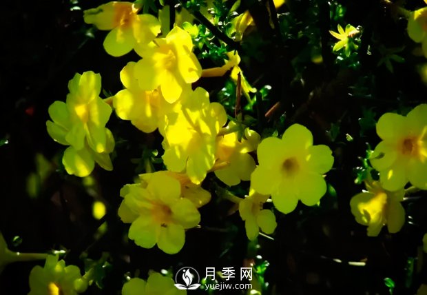 美麗鄉(xiāng)村建設(shè)，種什么花卉苗木比較好？已選月季(圖2)
