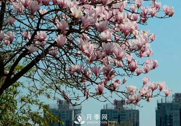 美麗鄉(xiāng)村建設(shè)，種什么花卉苗木比較好？已選月季(圖3)