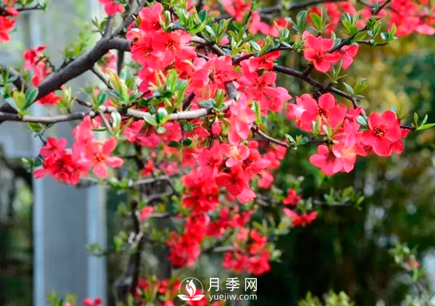 美麗鄉(xiāng)村建設(shè)，種什么花卉苗木比較好？已選月季(圖5)