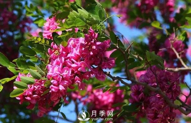 美麗鄉(xiāng)村建設(shè)，種什么花卉苗木比較好？已選月季(圖9)