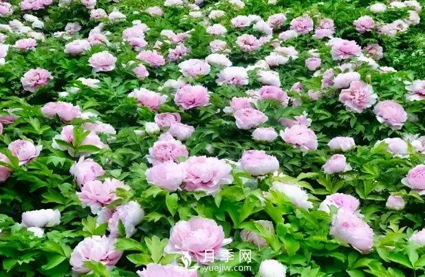 美麗鄉(xiāng)村建設(shè)，種什么花卉苗木比較好？已選月季(圖6)
