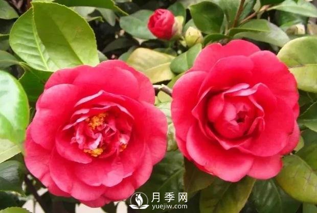 美麗鄉(xiāng)村建設(shè)，種什么花卉苗木比較好？已選月季(圖7)