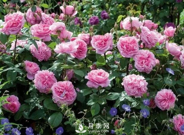 美麗鄉(xiāng)村建設(shè)，種什么花卉苗木比較好？已選月季(圖8)