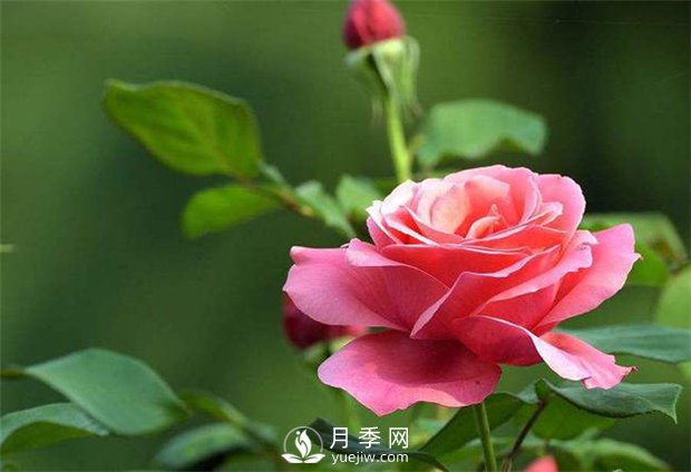 一場春雨一場暖，苗木養(yǎng)護(hù)要及時(shí)(圖1)
