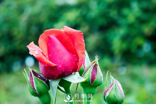 月季施肥和月季冬天養(yǎng)護(hù)，花友心得(圖1)