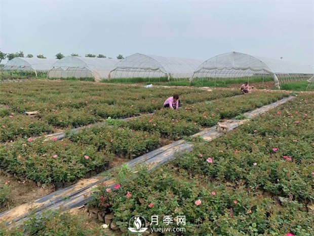 發(fā)酵有機肥不徹底對月季的危害你知道嗎？(圖1)