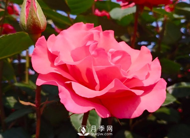 新手應(yīng)該如何修剪月季？不同類型有辦法(圖1)