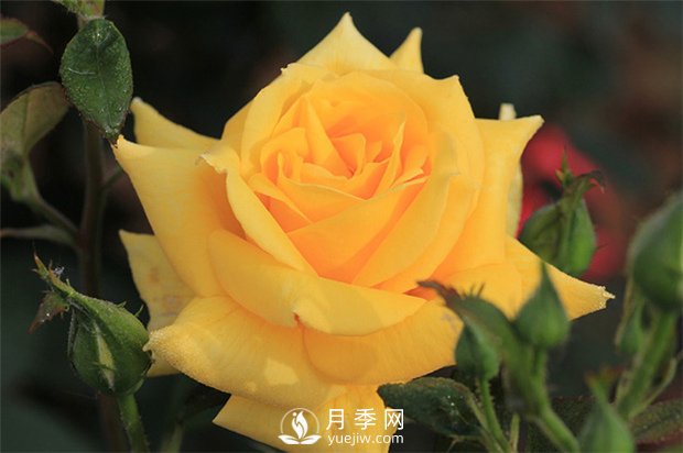 歐月和南陽月季花的區(qū)別是什么？(圖1)