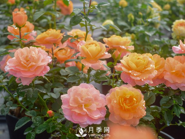 南陽月季花的實用修剪教程是什么？(圖1)