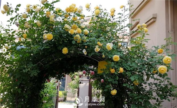 苗木養(yǎng)護，詳細的『植物根部』知識普及！(圖1)