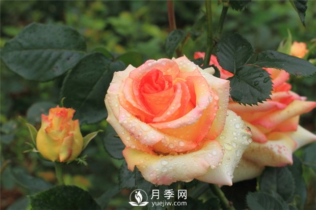 月季是怎么繁殖的？5種月季的繁殖方法(圖1)