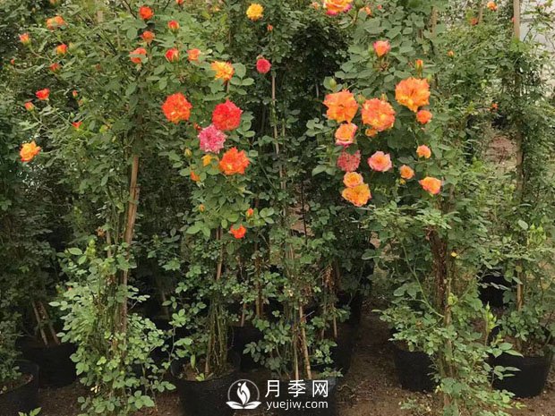 春季果樹(shù)養(yǎng)護(hù)要點(diǎn)(圖1)
