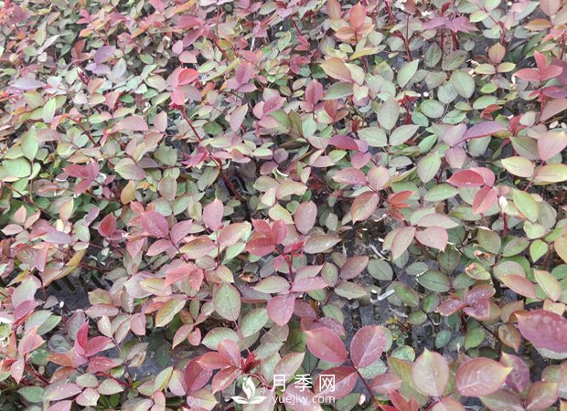 南陽月季小苗3月長勢(shì)茁壯，4月進(jìn)入上市售賣期(圖1)