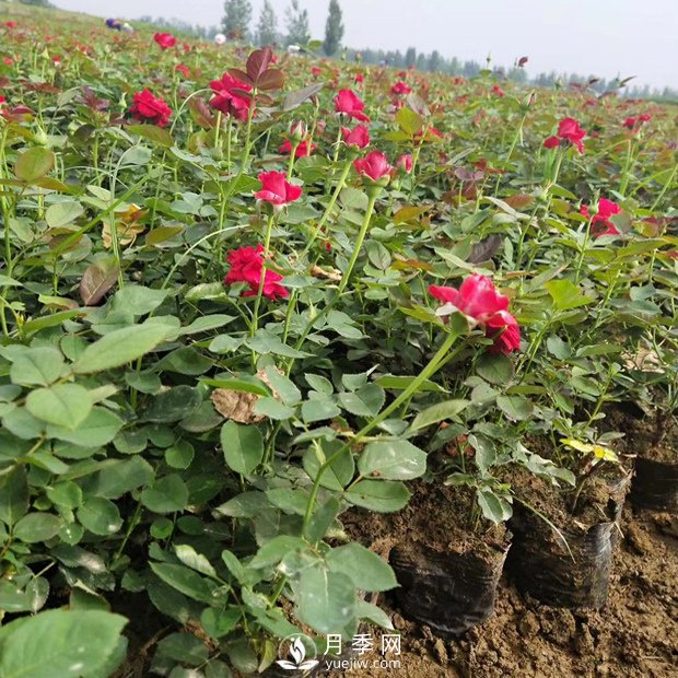 盆栽月季花的栽培管理技術(shù)要點有哪些？(圖1)