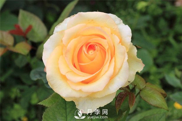 大花月季種植水肥如何管理？(圖1)