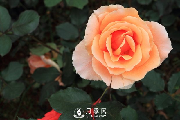 月季花澆水應(yīng)用注意什么，月季花怎么澆水(圖1)