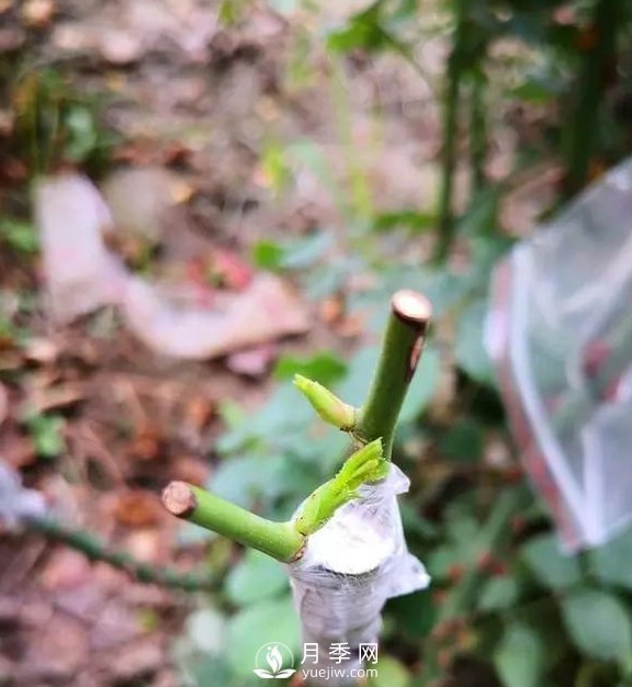 青島路邊月季美化，月季花比拳頭大，原來(lái)是樹狀月季(圖3)