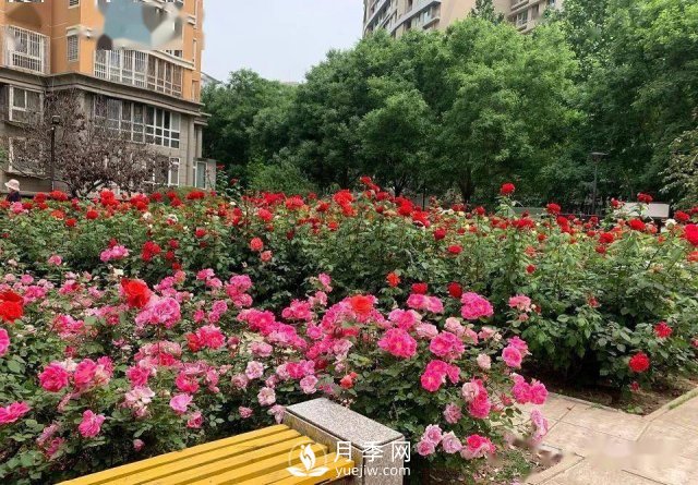 月季景觀添彩房地產小區(qū)綠化建設(圖2)