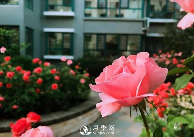 月季景觀添彩房地產小區(qū)綠化建設(圖5)