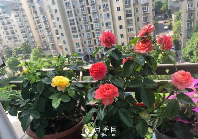 月季景觀添彩房地產小區(qū)綠化建設(圖6)