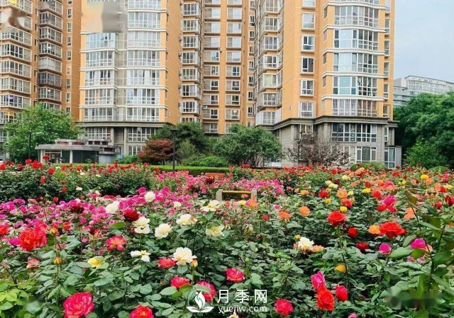 月季景觀添彩房地產小區(qū)綠化建設(圖1)