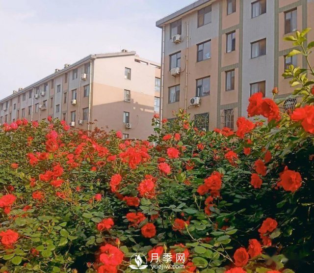 月季景觀添彩房地產小區(qū)綠化建設(圖4)