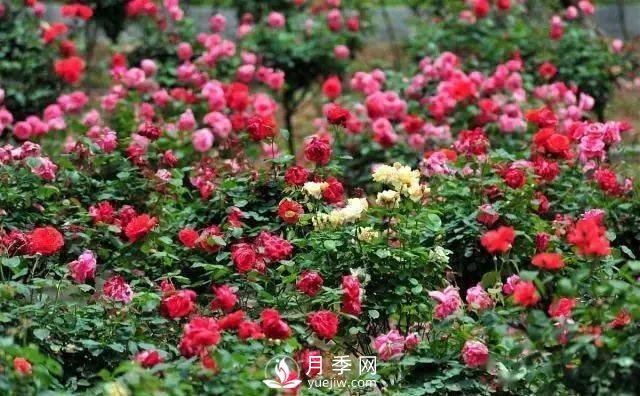 月季雖好“坑”太多，想養(yǎng)好就要避開(kāi)6個(gè)“坑”(圖1)