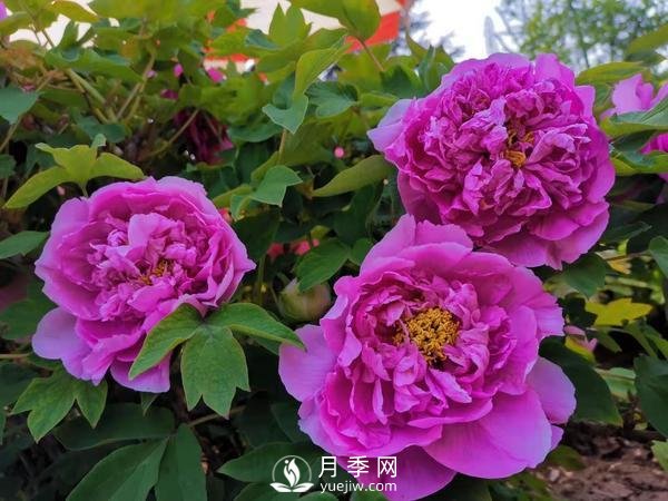 能否把牡丹確定為國花？全國人大代表連續(xù)4年提建議(圖2)