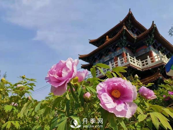 能否把牡丹確定為國花？全國人大代表連續(xù)4年提建議(圖1)