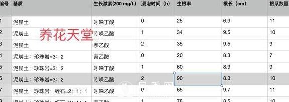 1種酸泡2小時，月季扦插生根快，白根長10厘米，生根13條(圖5)