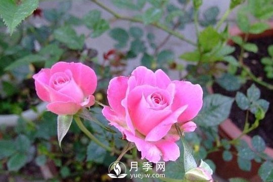 1種酸泡2小時，月季扦插生根快，白根長10厘米，生根13條(圖1)