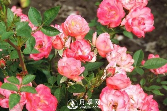 1種酸泡2小時，月季扦插生根快，白根長10厘米，生根13條(圖3)