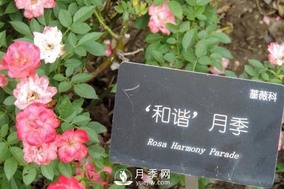1種酸泡2小時，月季扦插生根快，白根長10厘米，生根13條(圖2)