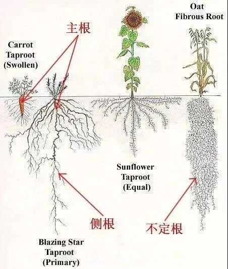 苗木養(yǎng)護，詳細的『植物根部』知識普及！(圖2)