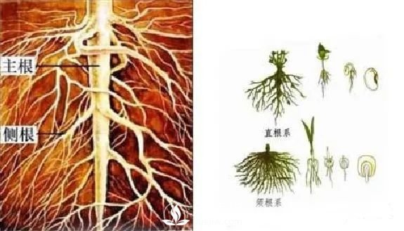 苗木養(yǎng)護，詳細的『植物根部』知識普及！(圖3)