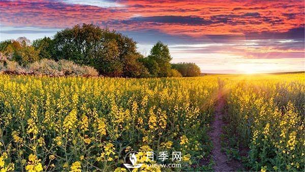 “花經(jīng)濟”如何才能“常開不敗”？(圖1)