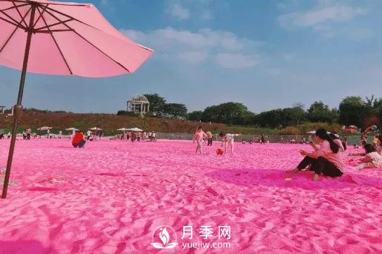 四川南充月季花海迎來1000㎡粉色沙灘，4月3日浪漫迎客(圖3)