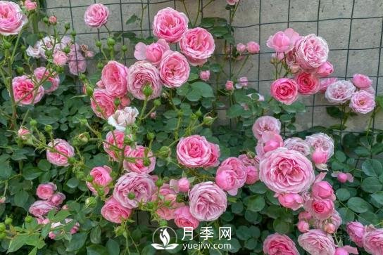 四川南充月季花海迎來1000㎡粉色沙灘，4月3日浪漫迎客(圖4)