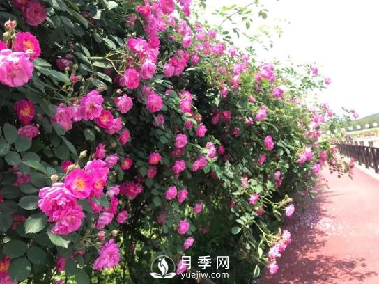 四川南充月季花海迎來1000㎡粉色沙灘，4月3日浪漫迎客(圖6)