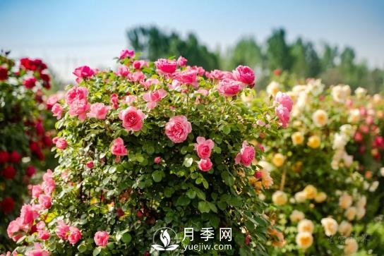 四川南充月季花海迎來1000㎡粉色沙灘，4月3日浪漫迎客(圖1)
