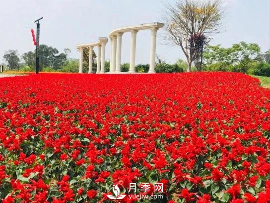 四川南充月季花海迎來1000㎡粉色沙灘，4月3日浪漫迎客(圖7)